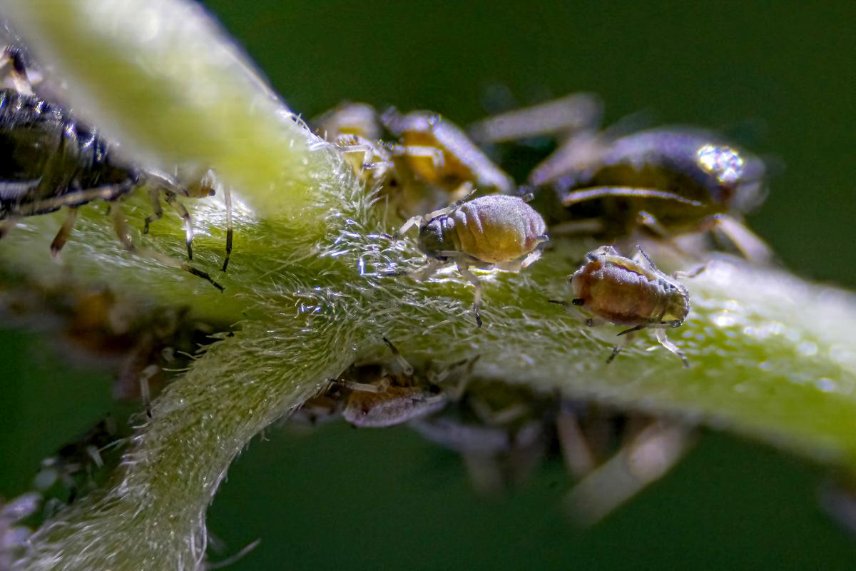 Aphids-3.jpg