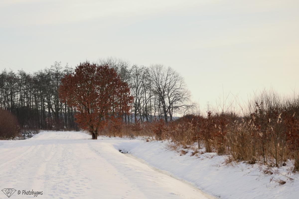 IMG_1335.jpg