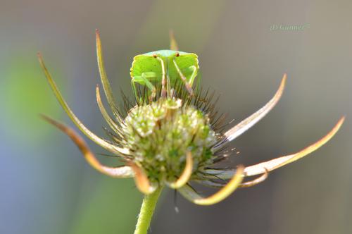 Green.jpg