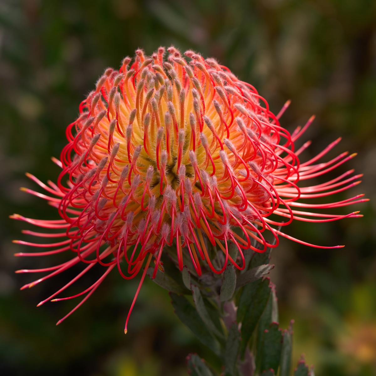 Leucadendron.jpg