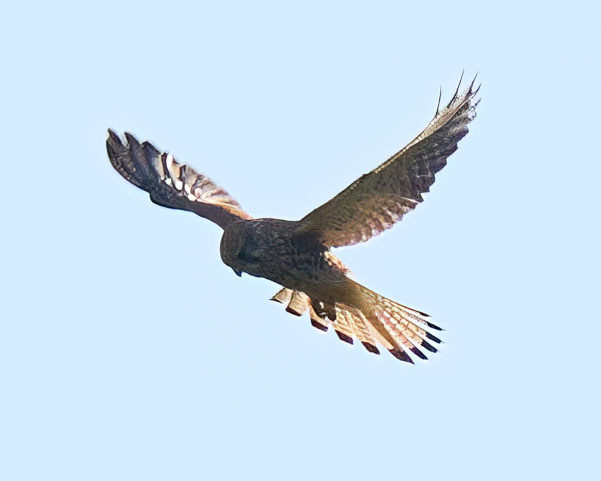 DSC_9459.jpg