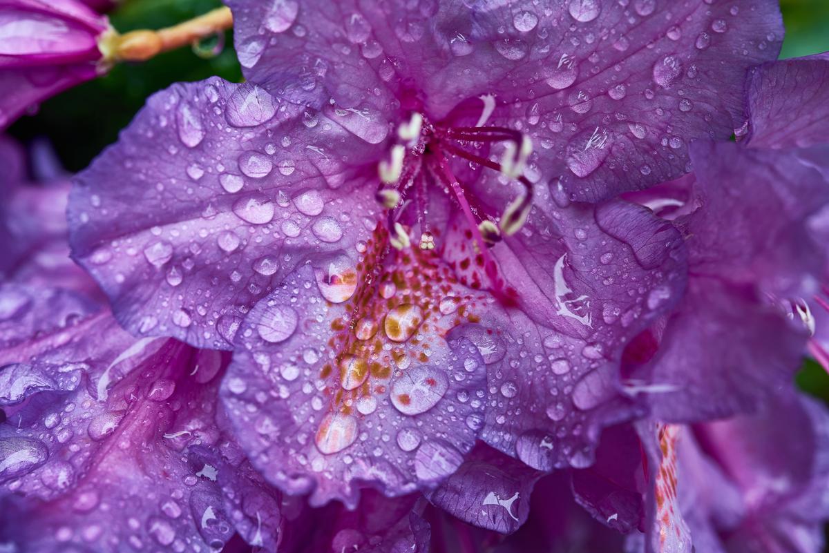 purple-rhody-small.jpg