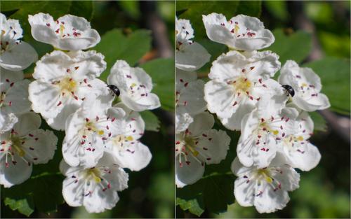 Spring flowers.jpg