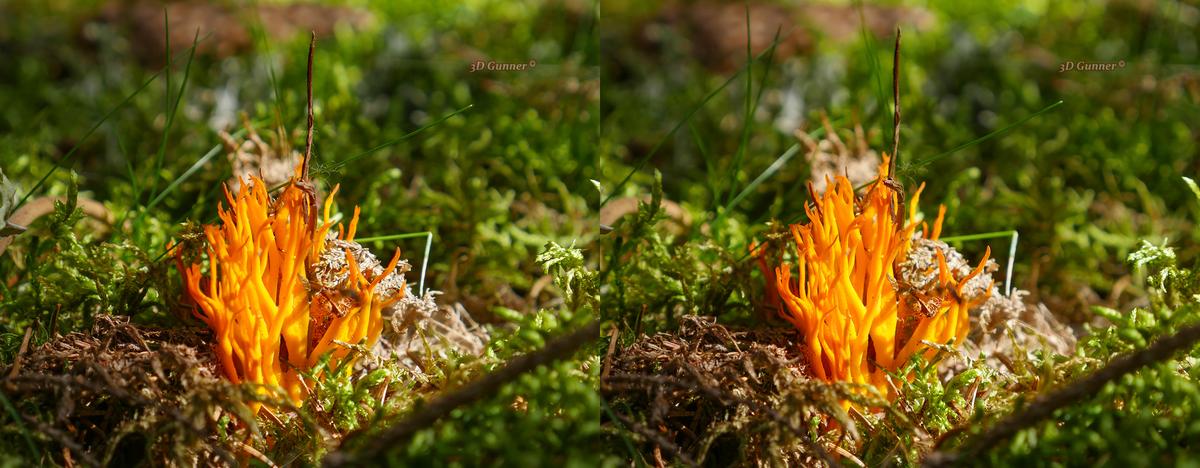 Ramaria Aurea.jpg