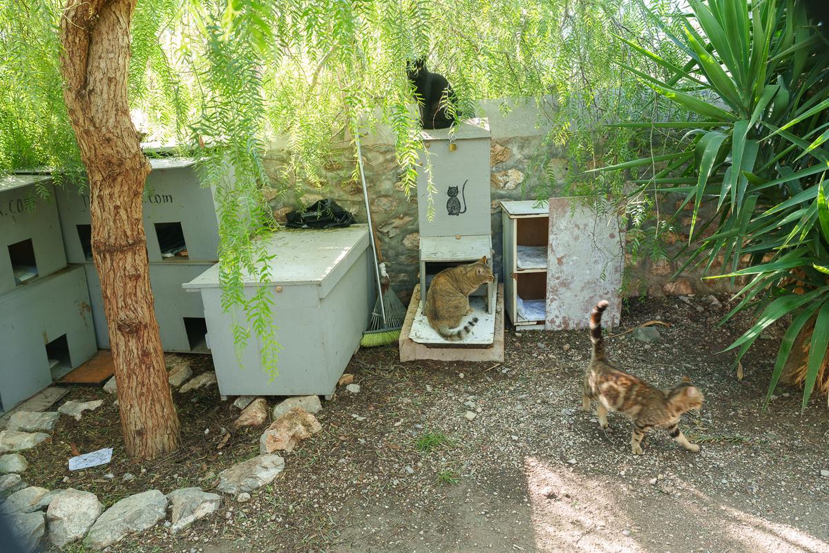 Cats on Hydra 1..jpg