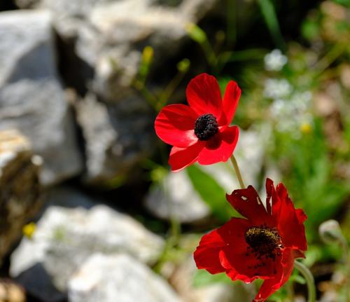 bfcf0074-medium-crop.jpg