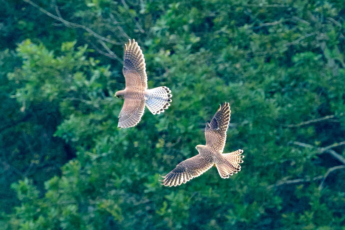 DSC_6953 1.jpg