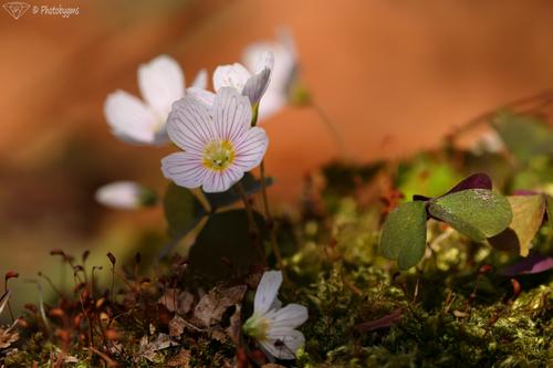 62A_1779.jpg
