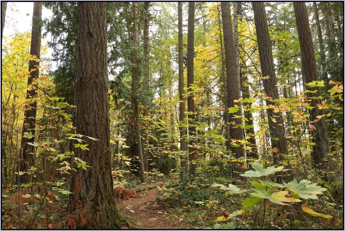 ResizedDPRFallColors1.jpg