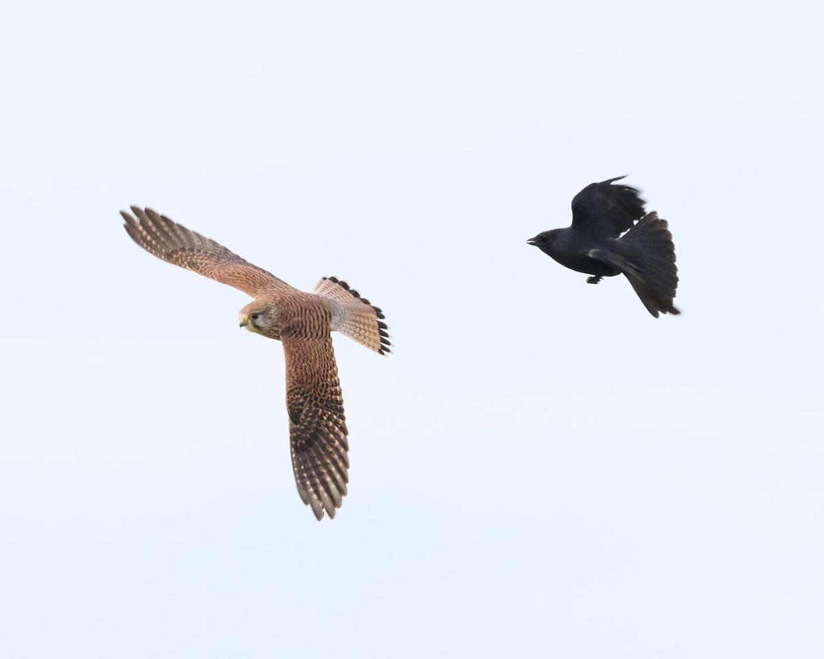 DSC_9974.jpg