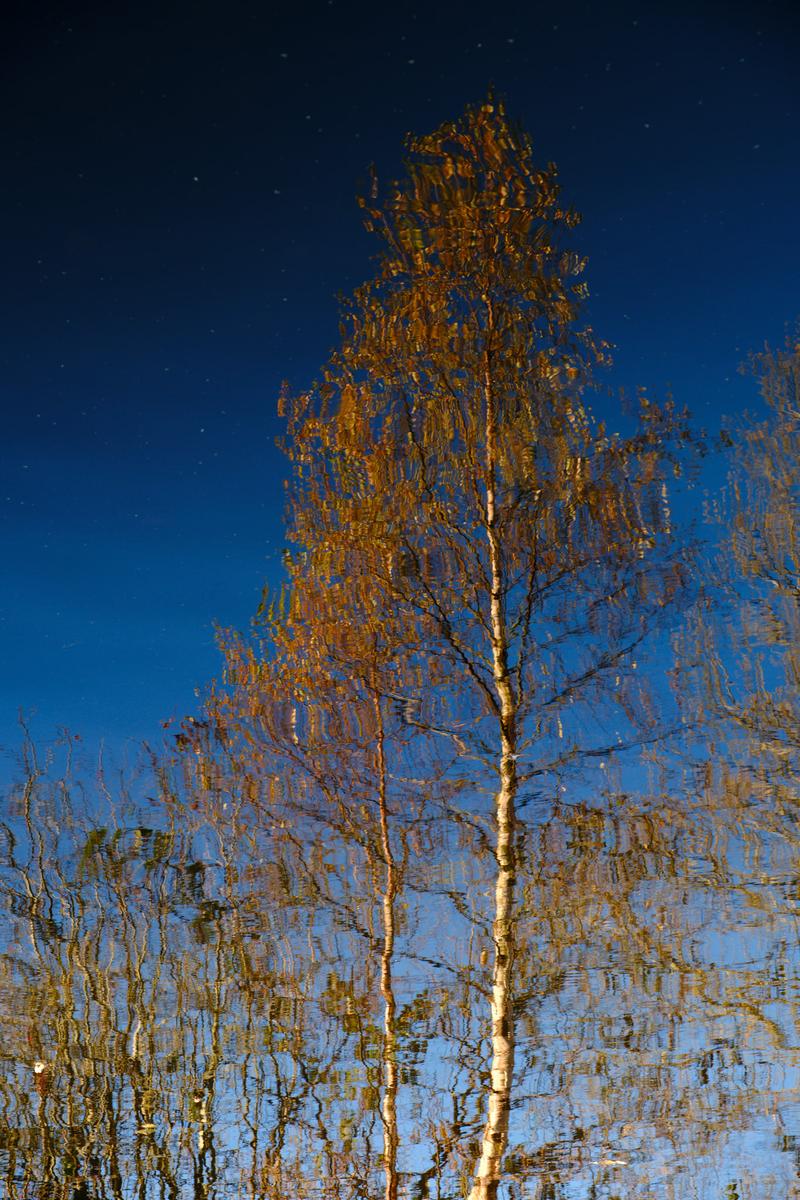 XT505176.jpg