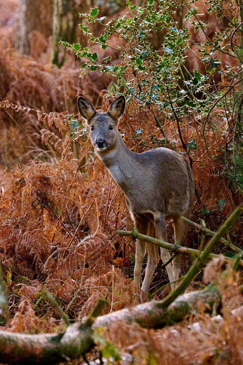 DSC_0245.jpg
