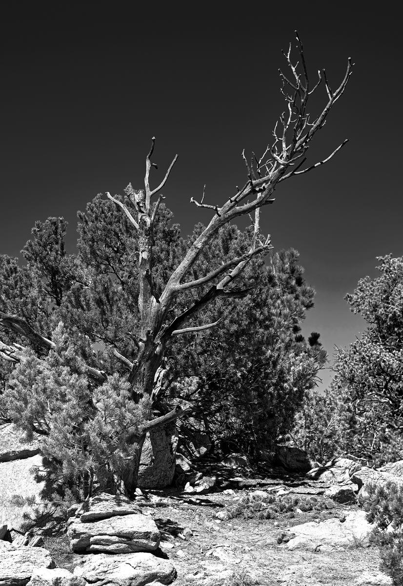 lone-tree-BW.jpg