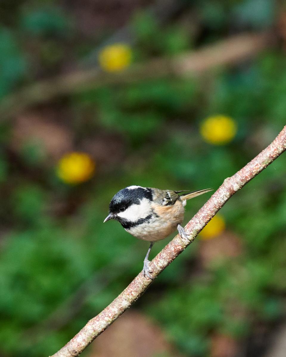 DSC_3418.jpg