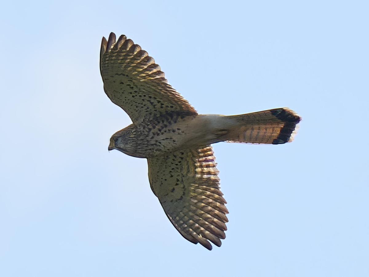 DSC_9401.jpg