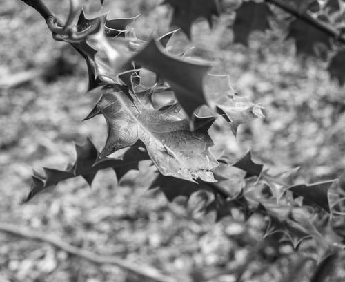 DSCF0106_Superlarge.jpg