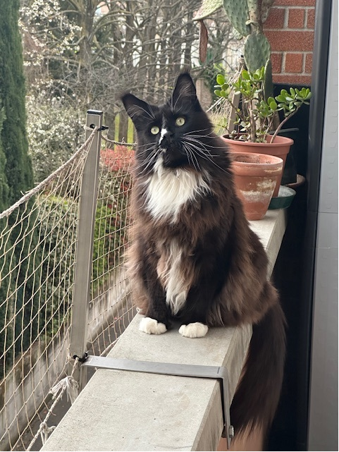 Micio
