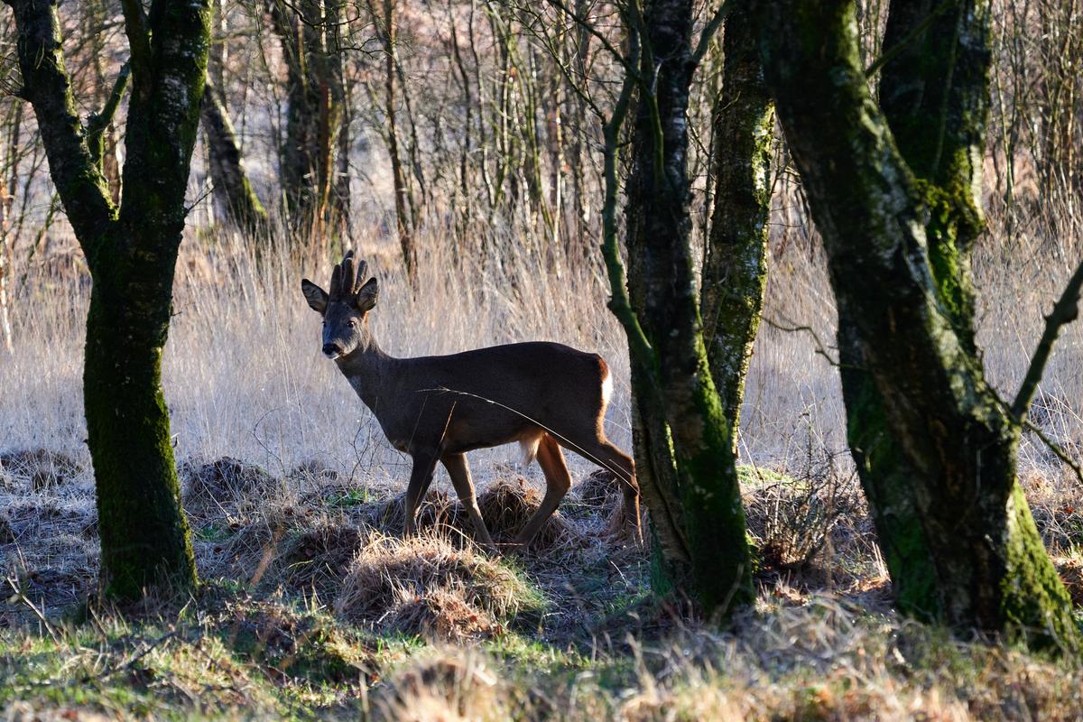 DSC_2511.jpg