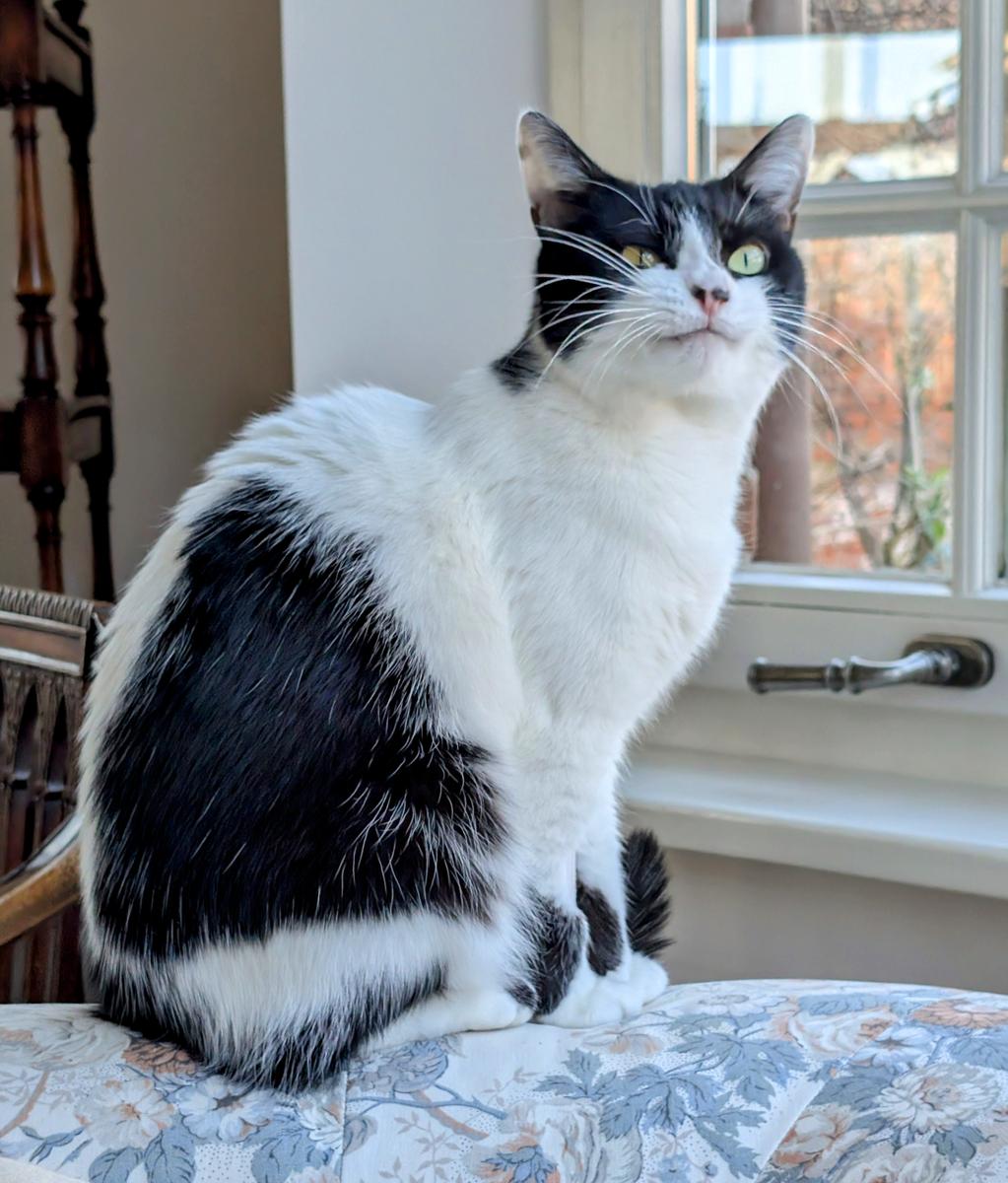 Kitty