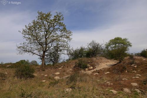 62B_1823.jpg