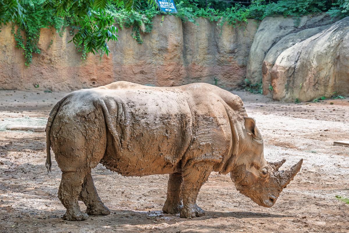 Atlanta Zoo 20260612-283.jpg
