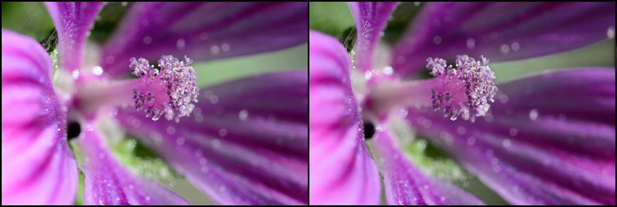 Small flower.jpg