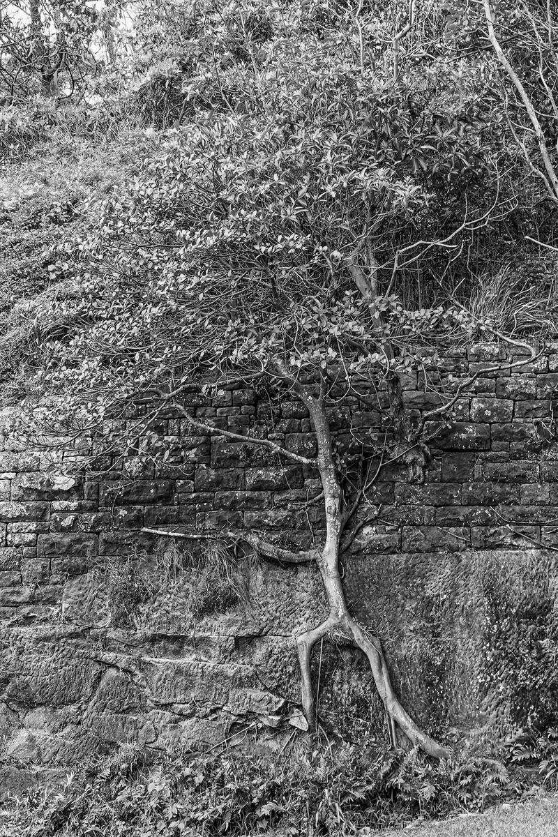 _VII0485_v2.jpg