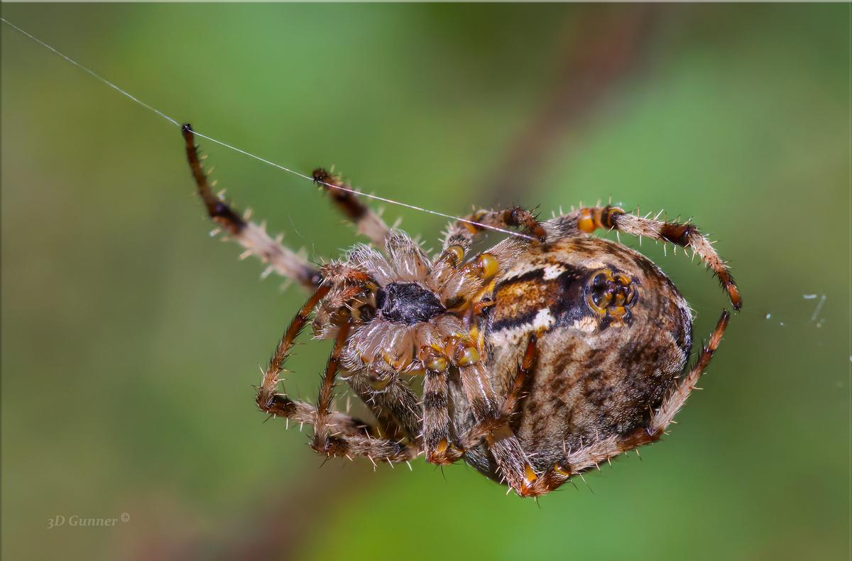 Spider-2.jpg