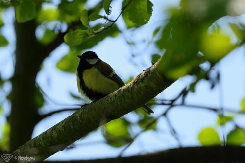 62A_2338.jpg