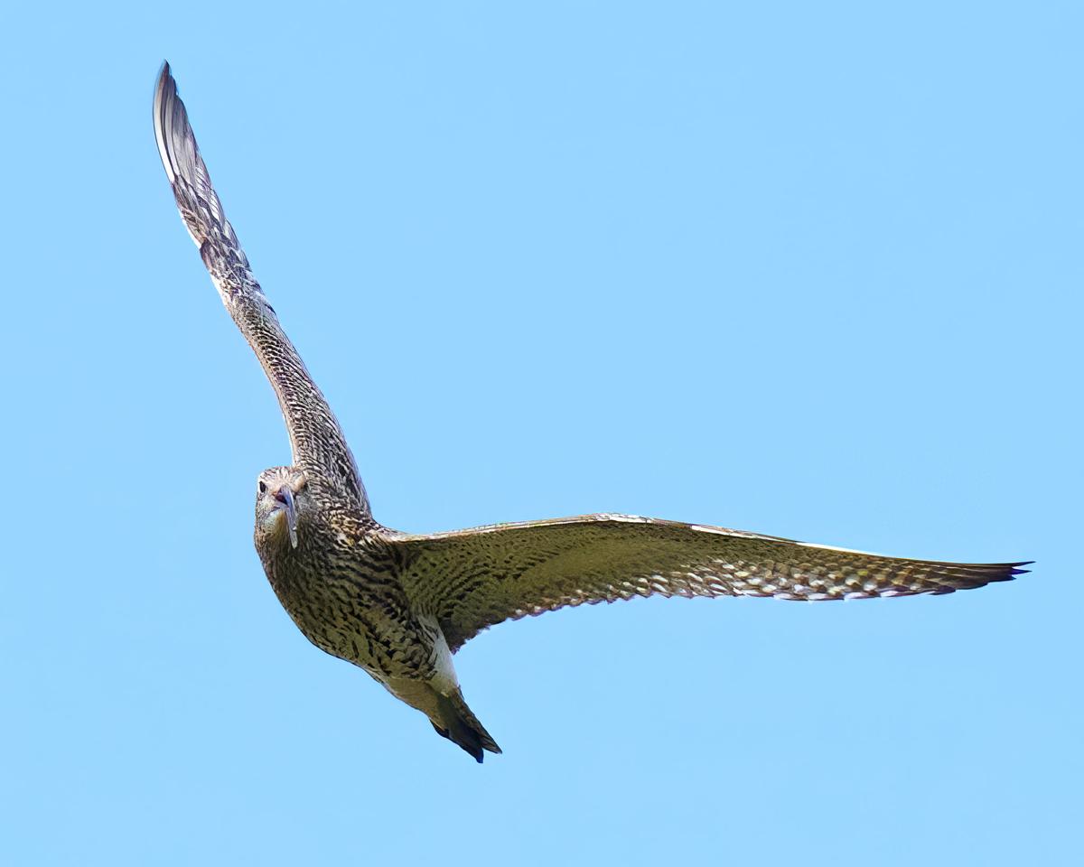 DSC_5868.jpg