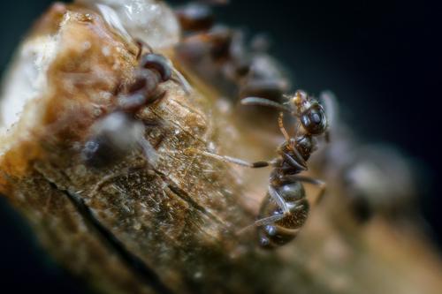 Small Ants.jpg
