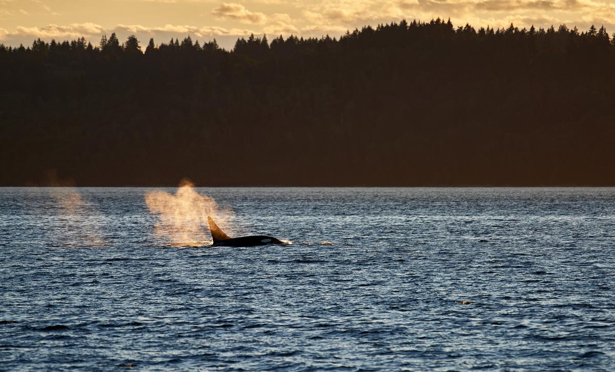 orca-01-crop-resize.jpg