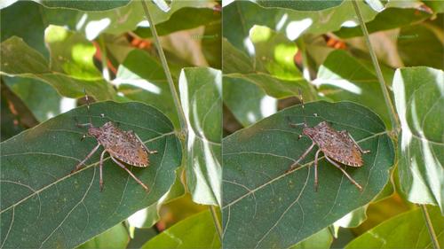 Stink Bug S3D.jpg