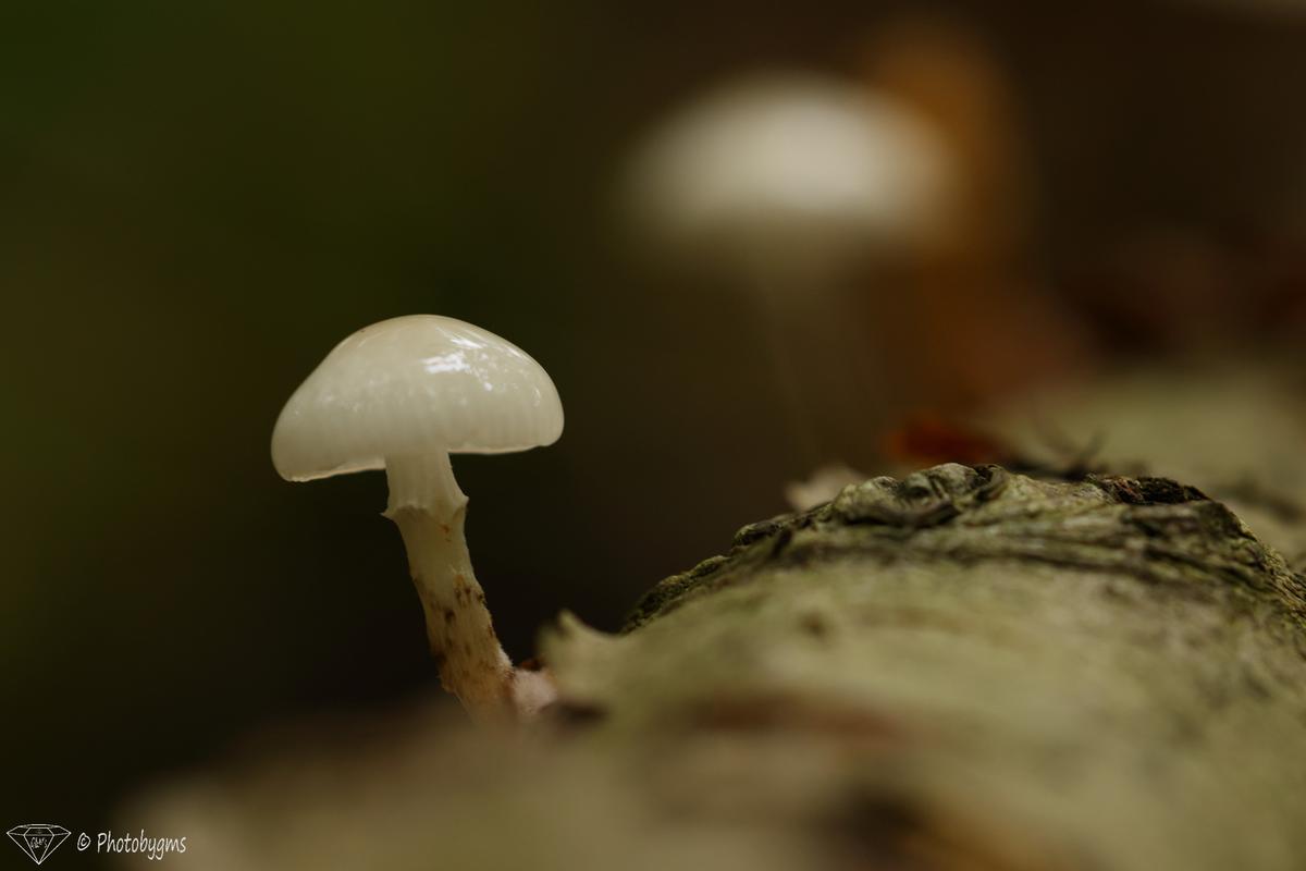 62A_6074.jpg