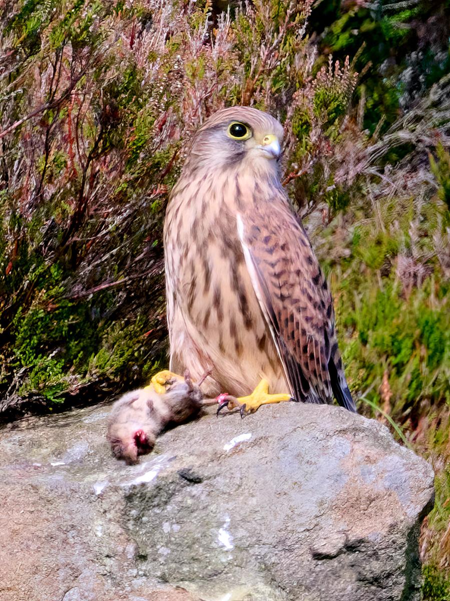 DSC_6966 4.jpg