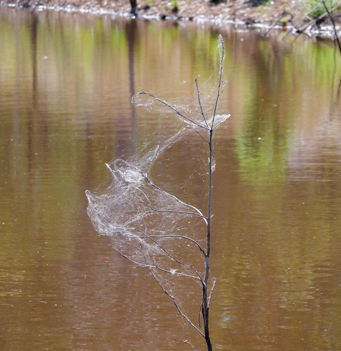 P1066327a.JPG