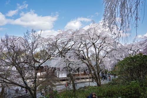 Arashiyama 20250404 - 111-Edit.jpg