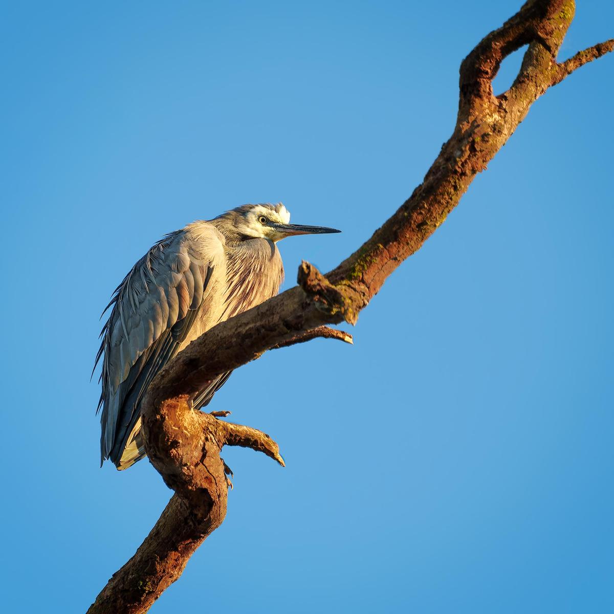 _7RV7642_White-Faced_Heron.jpg