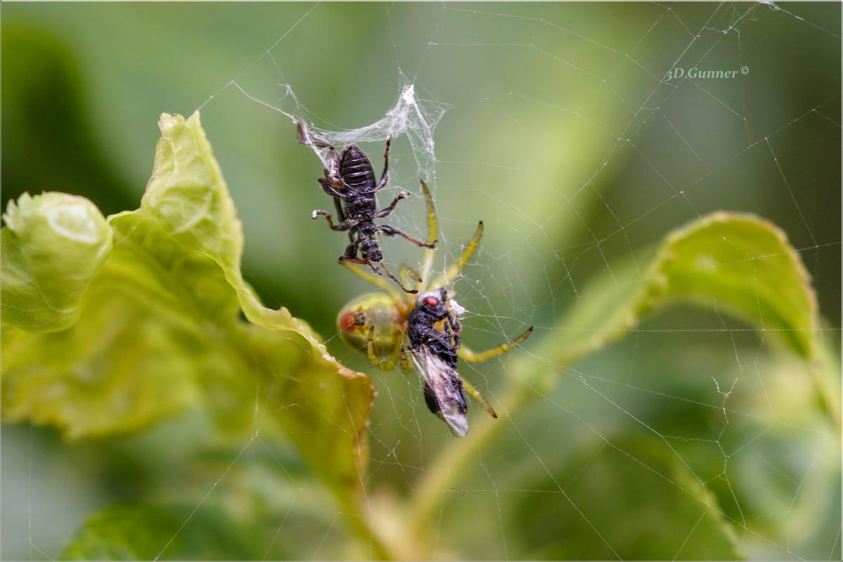 Prey.jpg