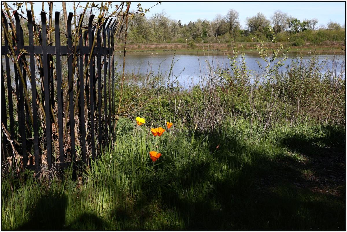 ResizedApril18-R8-DPR12.jpg