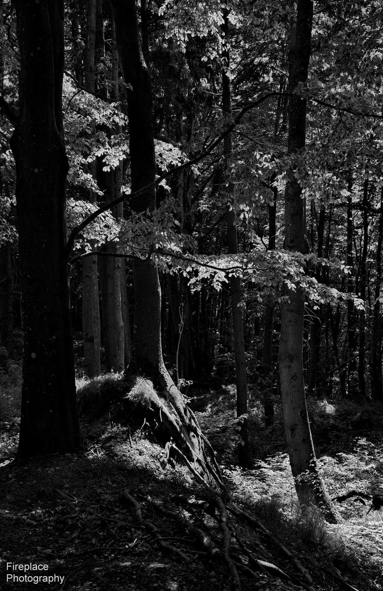 DSC_3748 B&W smaller.JPG