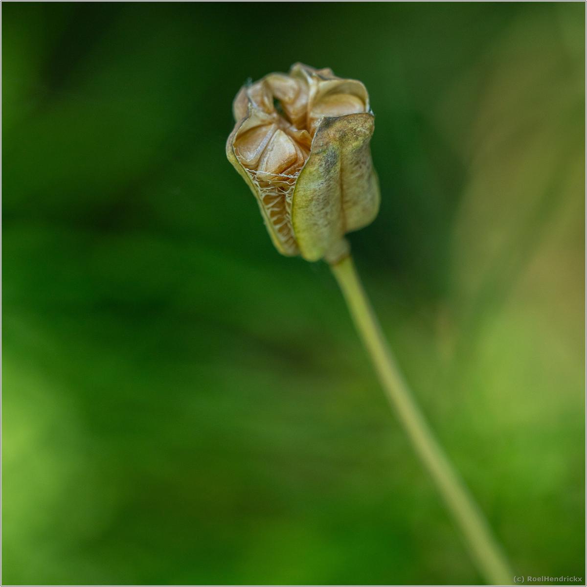 NL-2026055-RoelH-U5250070-LR15-sRGB.jpg