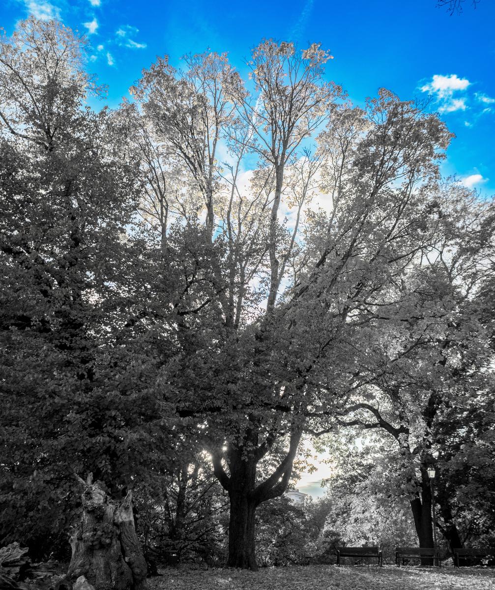 PA190096-1_(Supersize).jpg