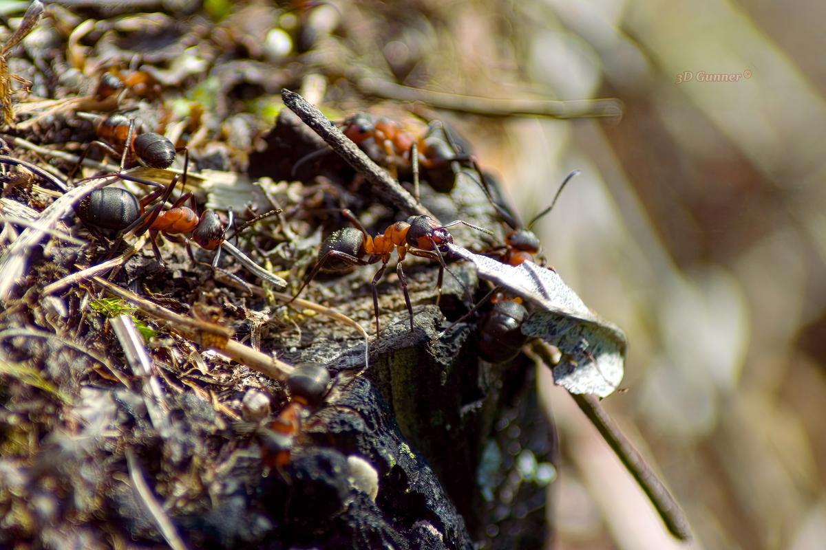 Ants.jpg