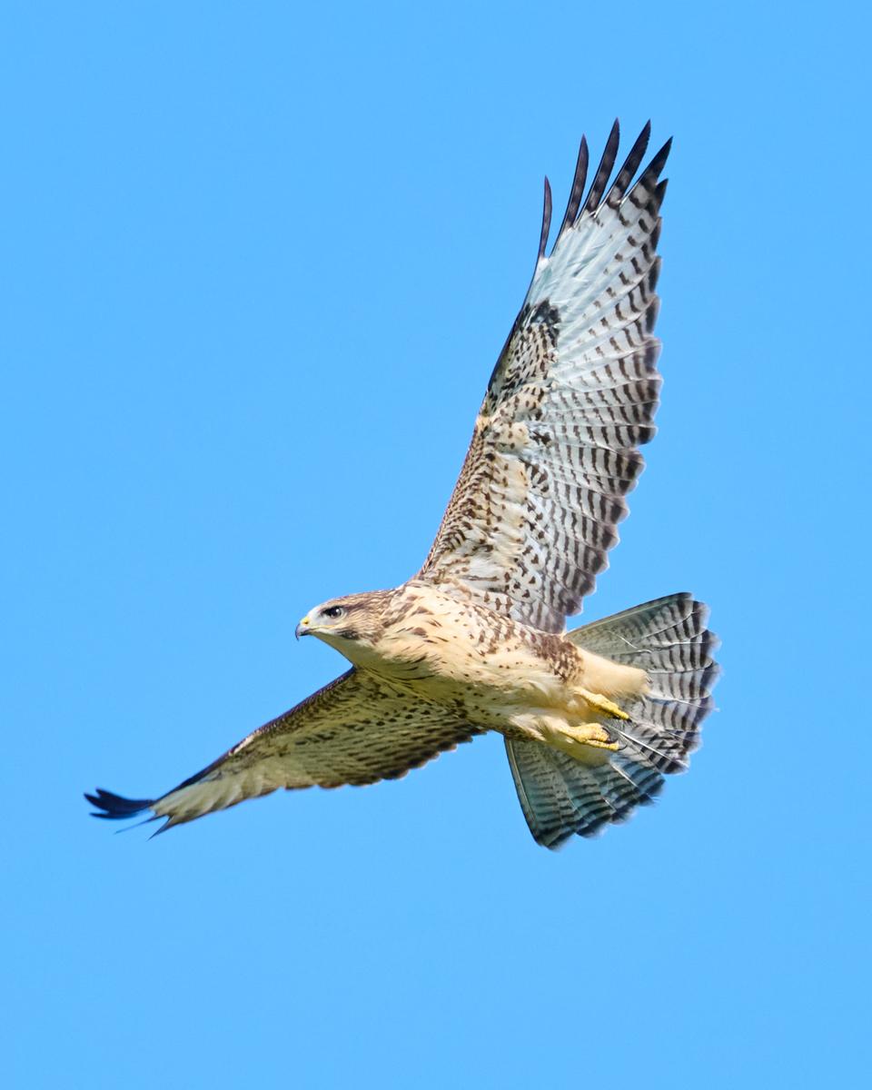 DSC_6800.jpg