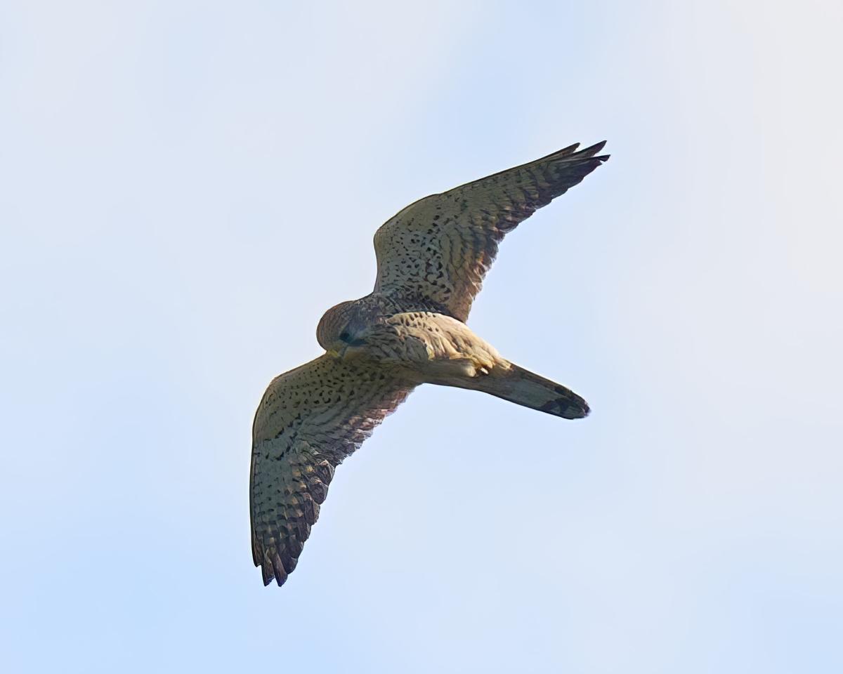 DSC_9427.jpg