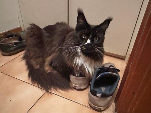 shoes_1.jpg