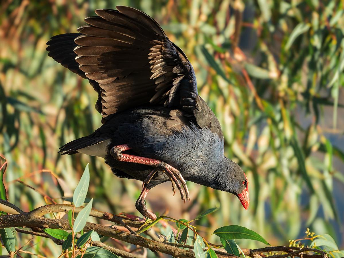 _7RV7681_Australasian_Swamphen.jpg