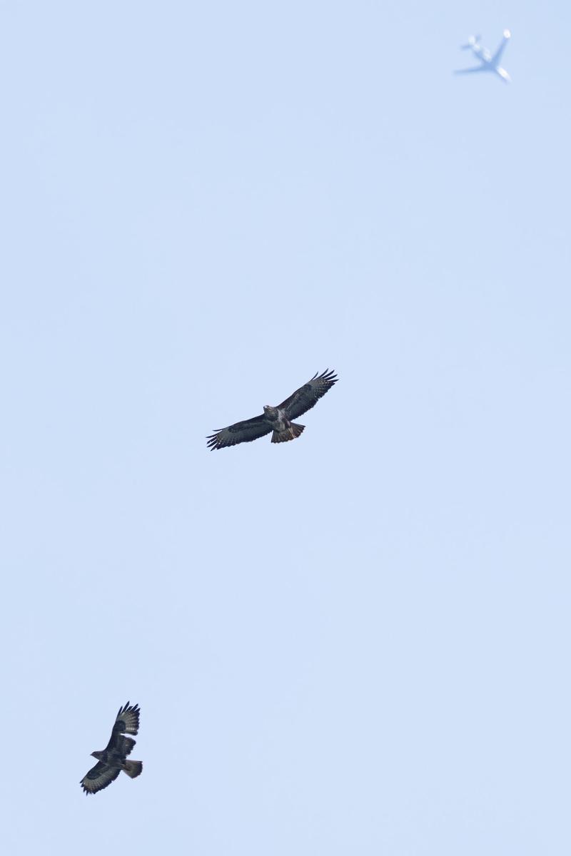 DSC_3700.jpg