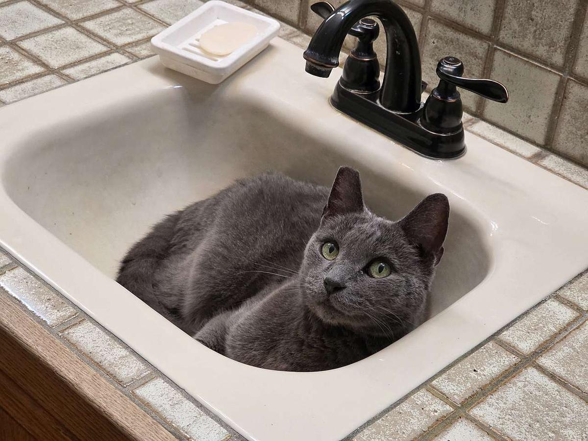 mokey in the sink small.jpg